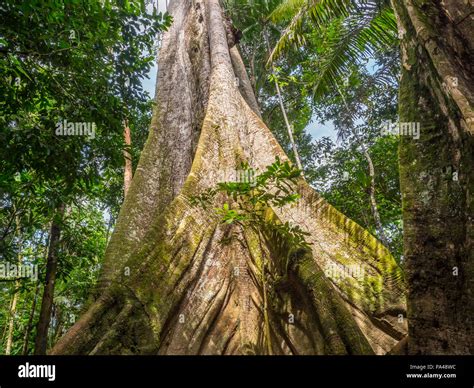 Kapok Tree Hi Res Stock Photography And Images Alamy