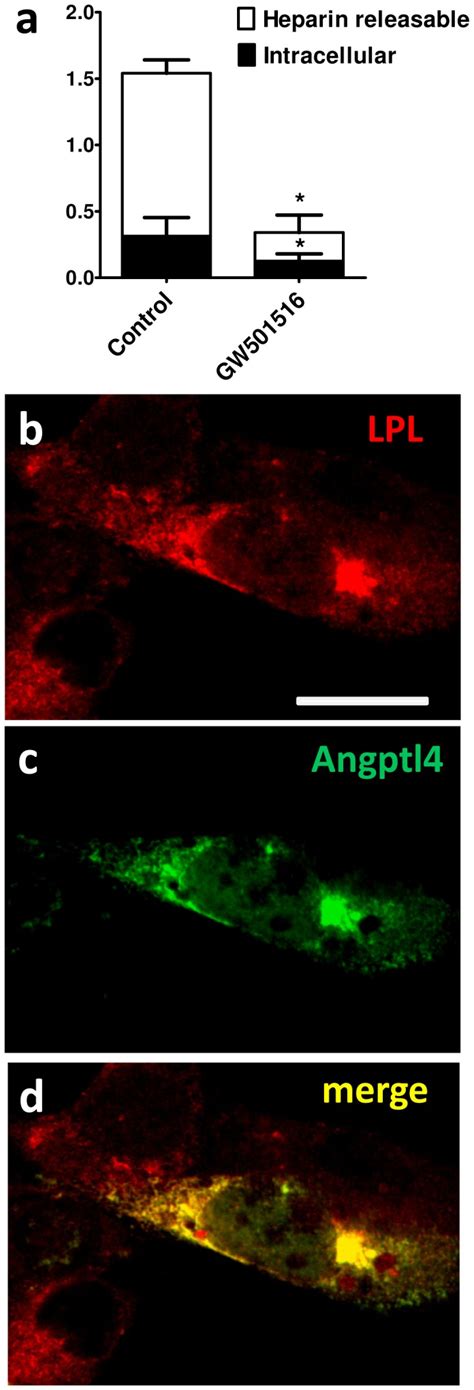 A Heparin Releasable And Intracellular Lpl Activity Was Measured In