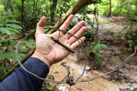 「くくり罠」による野生動物の密猟と新型コロナウイルス感染症 ｜wwfジャパン