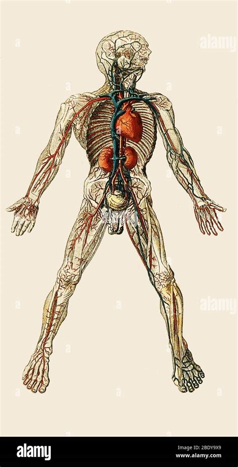 Mann Anatomie Innere Organe Fotos Und Bildmaterial In Hoher Aufl Sung