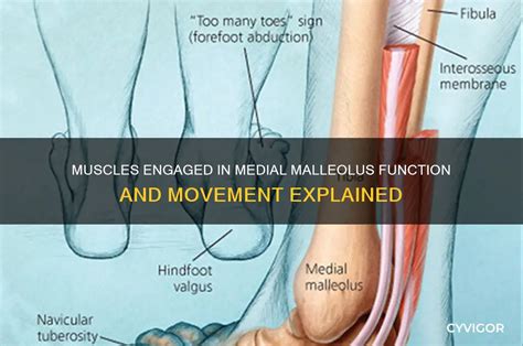 muscles engaged  medial malleolus function  movement explained
