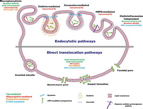 Mechanism Of Receptor Mediated Direct Penetration Telegraph