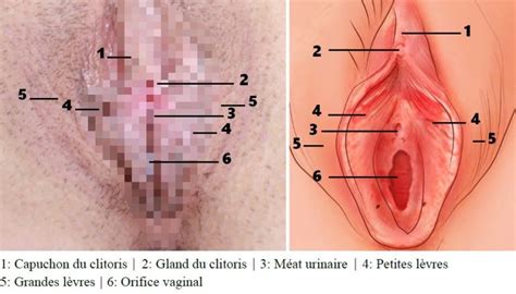 Tout Ce Qu Il Faut Savoir Sur L Rection Et Le Phimosis Du Clitoris