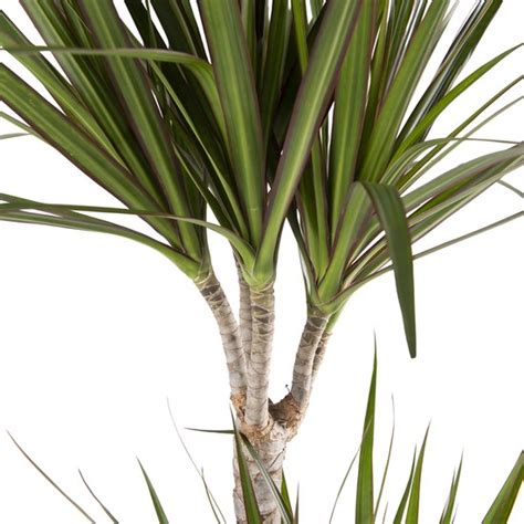 Kamerplant Van Botanicly Drakenboom Hoogte 120 Cm Dracaena