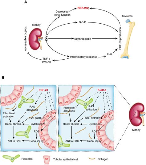 Roles For Fibroblast Growth Factor And Klotho In Acute Kidney