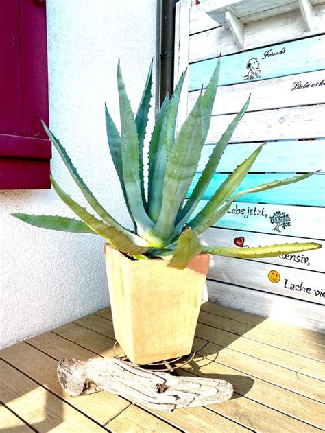 Agave Kaktus Kaufen Auf Ricardo