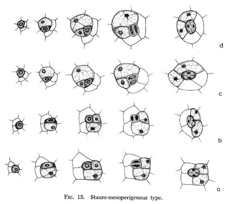 Ontogenetic types of stomata – PLANT STOMATA ENCYCLOPEDIA