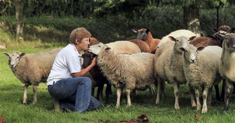 Best Sheep Breeds For Beginners Your Breed Selection Options