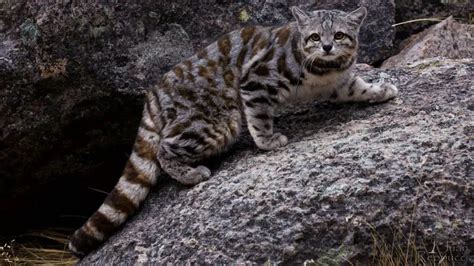 Gato De Los Andes Gato Andino Especie M S Amenazada Del Per