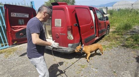 Eboli Dissequestrati I Pitbull Che Uccisero Francesco Pio Ma Futuro