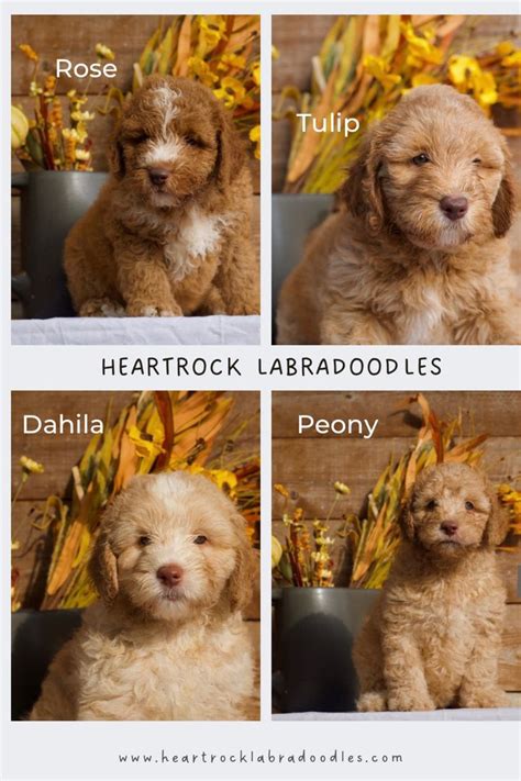 Breeders Of Australian Labradoodles In Texas Wala And Alaa Really