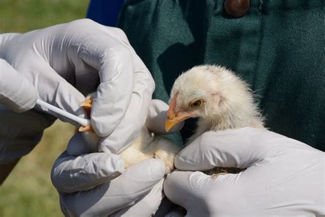 Person Catches Bird Flu in 'Very Rare' Case of Animal to Human ...