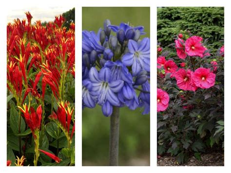 The Best New Perennial Flowers Of 2020