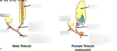 Diagram Of Reproductive Organs Of Male And Female Fish Quizlet