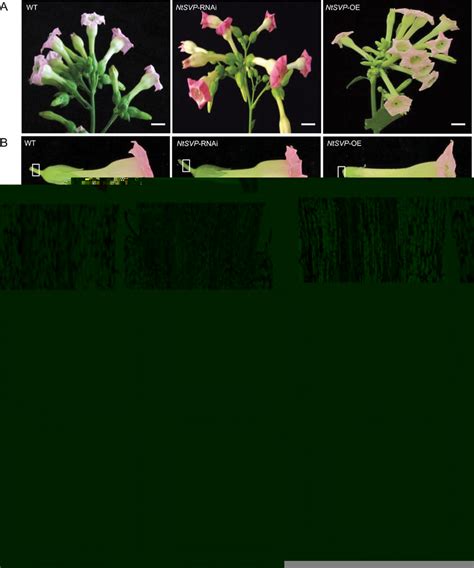 Characterization Of Ntsvp Transgenic Plants A Inflorescence