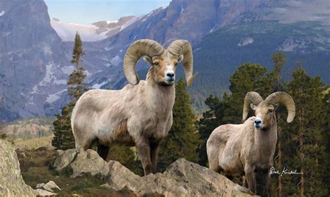 Wildlife Art Bighorn Sheep By Dale Kunkel Art