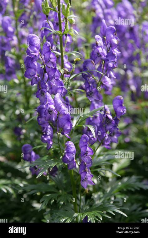 Monkshood Aka Aconite Or Wolfsbane Aconitum Ranunculaceae Stock Photo