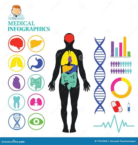 Medizinische Info Grafik Vektor Abbildung Illustration Von Organ