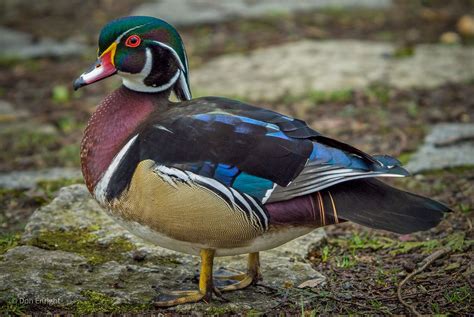 Wood Ducks And The Burden Of Adorability