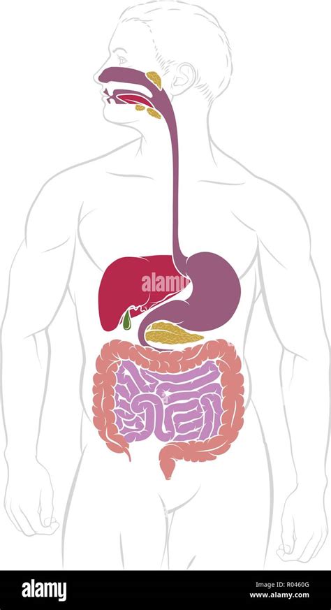 Verdauungssystem Magen Darm Trakt Diagramm Stock Vektorgrafik Alamy