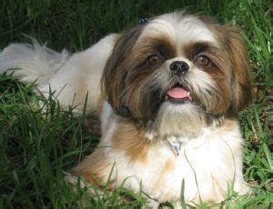 Chiot Shih Tzu A Donner Ici Chien Bonheur