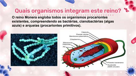 Representantes Do Reino Monera