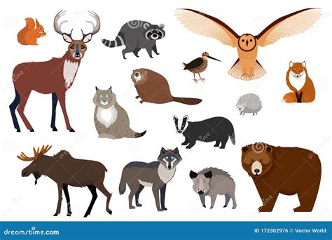 European And Canadian Wild Forest Animals, Set Of Isolated Cartoon ...