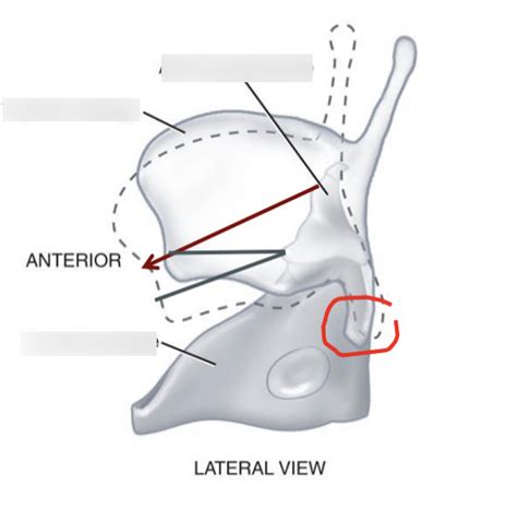 Cricothyroid Joint Diagram Quizlet