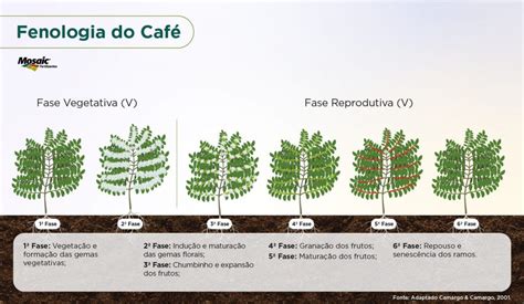 Fenologia Est Dios Fenol Gicos Nutri O De Safras