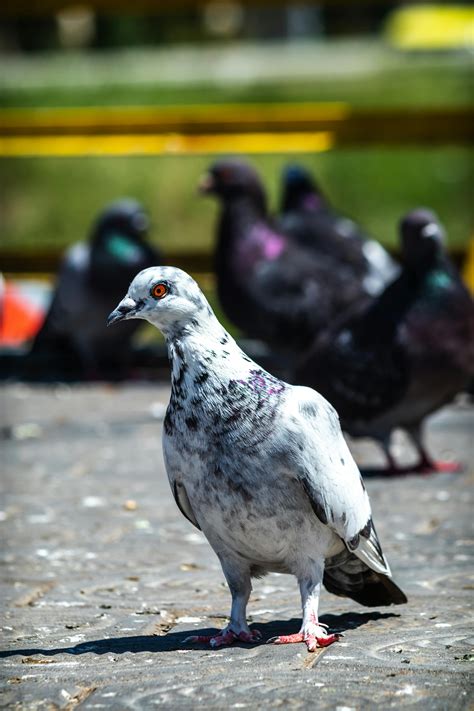 Selective Focus Photography of Bird · Free Stock Photo