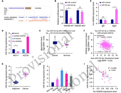 NORAD Targets MiR 155 5p And Negatively Regulates Its Expression A