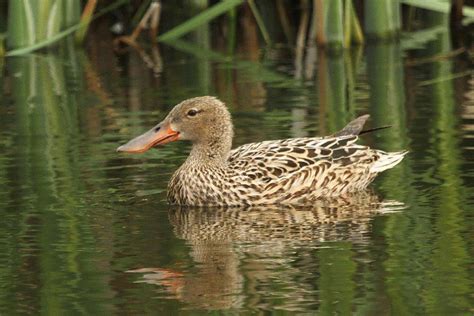 Northern Shoveler – female – Birds are our Story