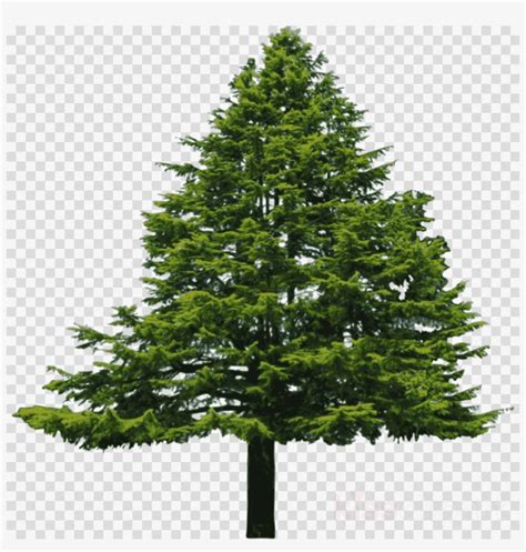 Douglas Fir Tree Png Clipart Pine Douglas Fir Clip Douglas Fir Tree