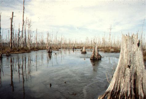 {LaB} » {saltwater intrusion} lake pontchartrain