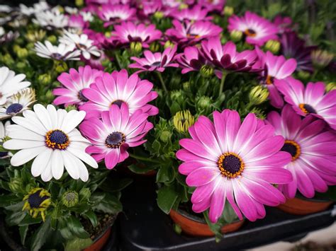 Growing Osteospermum How To Care For African Daisies Gardening Know How