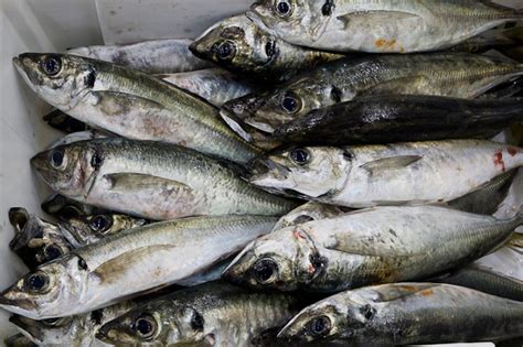 Jurel | Uno de los productos que vendemos en Peixes Vimar