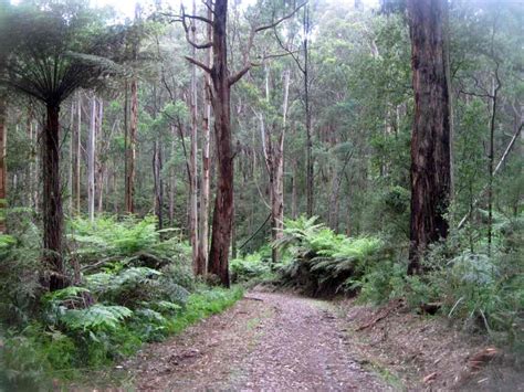 Tracks Trails And Coasts Near Melbourne Exploring The Olinda Forest