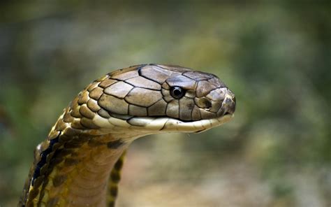 Majestic King Cobra Hd Wallpaper A Serpents Gaze By Heiko Kiera