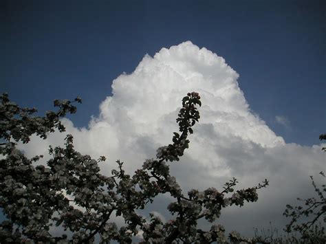 Free Images Tree Nature Branch Snow Winter Sky White Sunlight