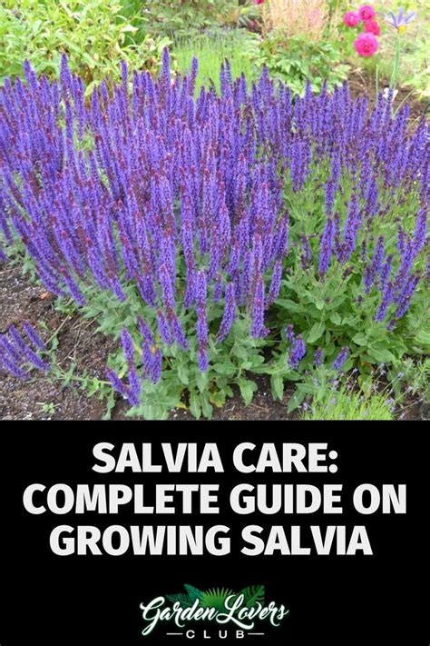 Salvia Care Complete Guide On Growing Salvia Garden Lovers Club In