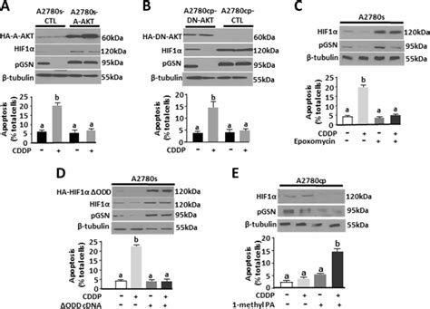 Pgsn Mediated Ovca Chemoresistance Involves Hif Modulation By Akt A