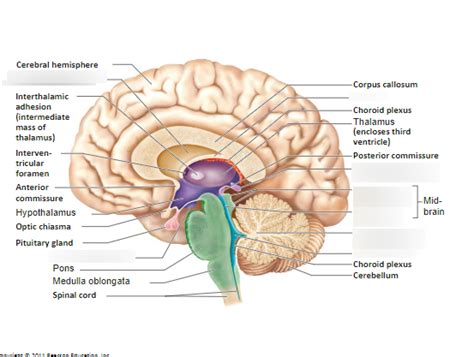 Brain Anatomy Diagram Quizlet