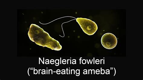 A rare case of Naegleria fowleri a brain-destroying amoeba confirmed in ...