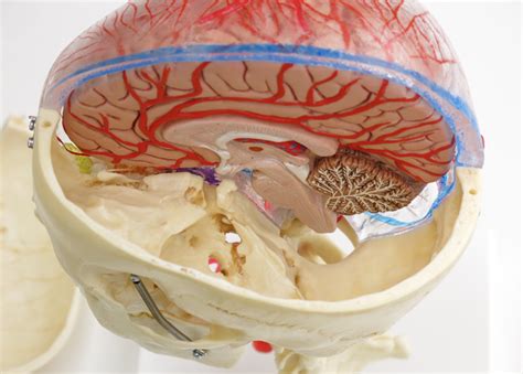 人体模型 頭蓋骨 脳と頚椎付 半側透明