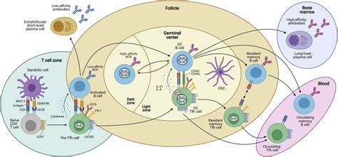 Antigendependent Multistep Differentiation Of T Follicular Helper