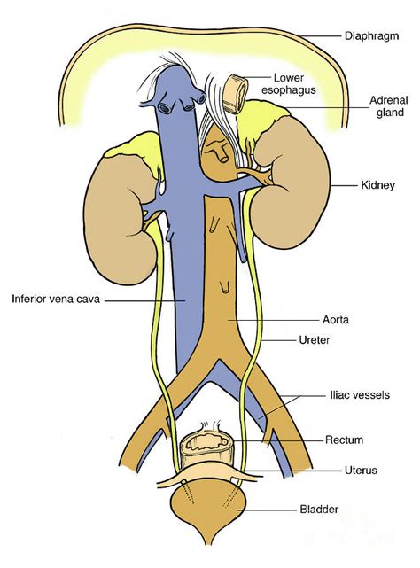 Illustration Of Female Urinary System Photograph By Science Source Pixels