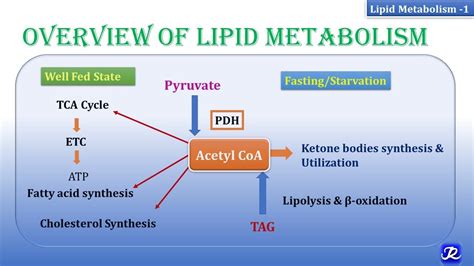 1 Overview Of Lipid Metabolism Lipid Metabolism 1 Biochemistry Njoy Biochemistry Youtube