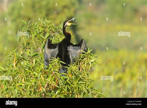 Darter Anhinga Melanogaster Fogg Dam Northern Territory Australia