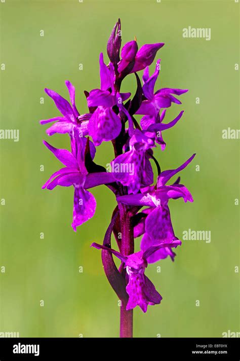 Early Purple Orchid Orchis Mascula Inflorescence Germany Bavaria