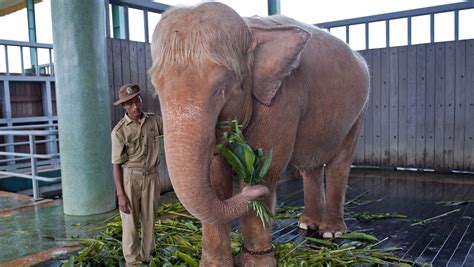 Burma captures 9th rare white elephant